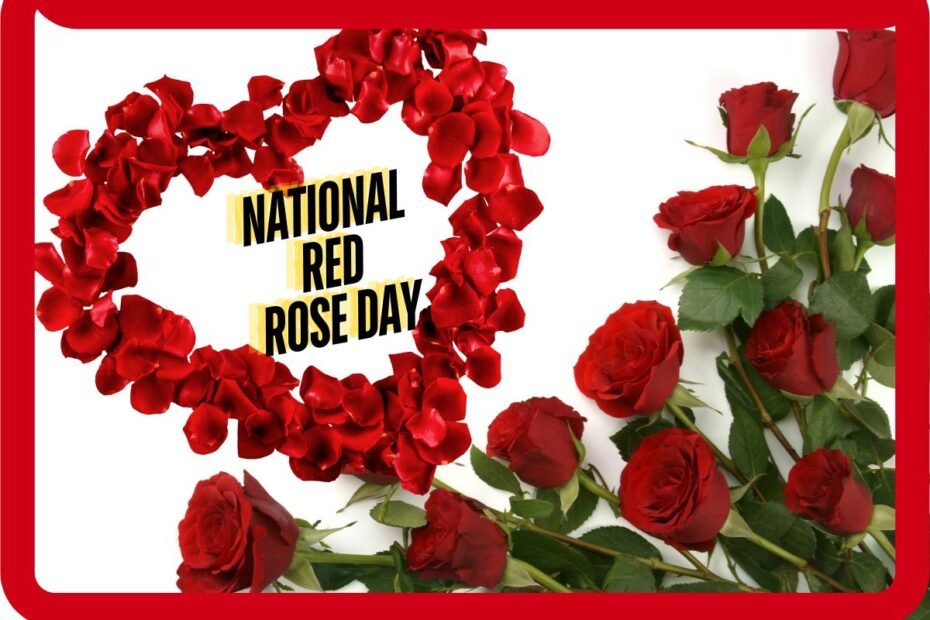 National Rose Day 2024 Greatness Of Love And Red Rose Beauty In USA.